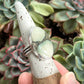 Ivory Desert Bloom Variscite Ring size 8.5 to 8.75