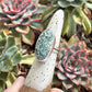 Desert Bloom Variscite Ring in size 6.25